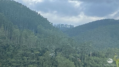 Fazenda-Sítio-Chácara, 169 hectares - Foto 3