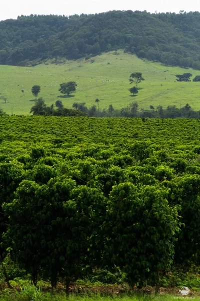 Fazenda, 265 hectares - Foto 1