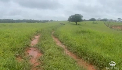 Fazenda-Sítio-Chácara, 135 hectares - Foto 2