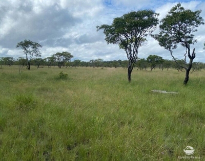Fazenda-Sítio-Chácara, 235 hectares - Foto 4