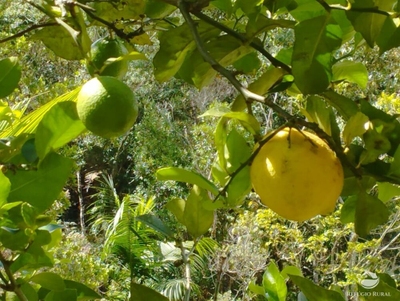 Chácara, 3 quartos, 1 hectares - Foto 2