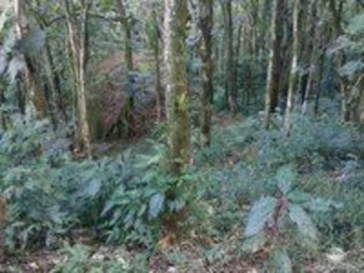 Sítio, 1 quarto, 15 hectares - Foto 4