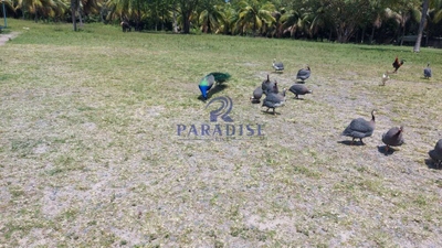 Sítio, 6800 m² - Foto 5