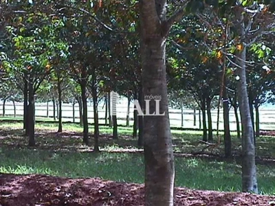 Fazenda, 73 hectares - Foto 3