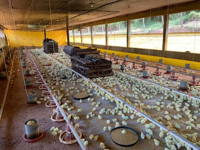 Fazenda, 10 hectares - Foto 1