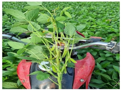 Fazenda-Sítio-Chácara, 8000 m² - Foto 4