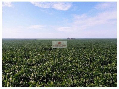 Fazenda-Sítio-Chácara, 2 hectares - Foto 3