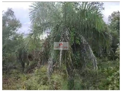 Fazenda-Sítio-Chácara, 726 m² - Foto 1