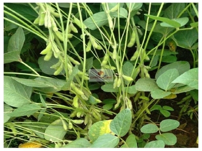 Fazenda-Sítio-Chácara, 500 m² - Foto 1