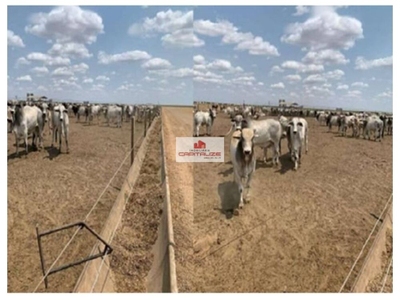 Fazenda-Sítio-Chácara, 3500 m² - Foto 3