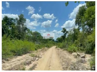 Fazenda-Sítio-Chácara, 10000 m² - Foto 1