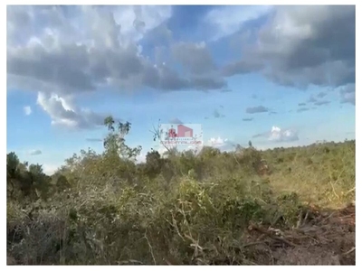 Fazenda-Sítio-Chácara, 2 hectares - Foto 2