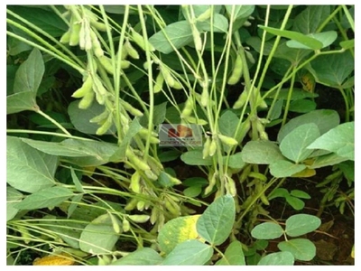 Fazenda-Sítio-Chácara, 1300 m² - Foto 2