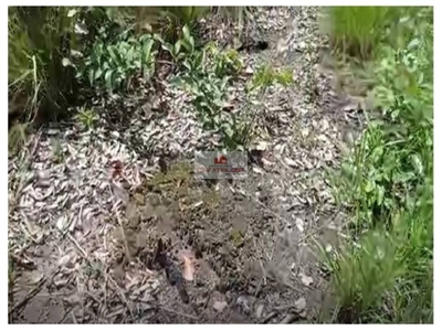 Fazenda-Sítio-Chácara, 4000 m² - Foto 5