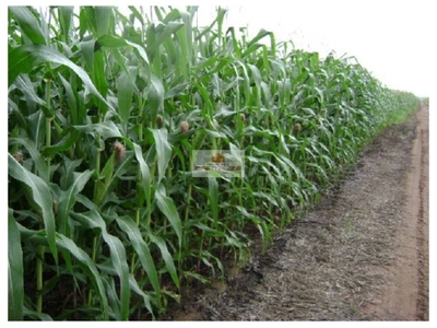 Fazenda, 900 m² - Foto 2