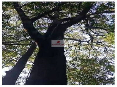 Fazenda, 9000 m² - Foto 3