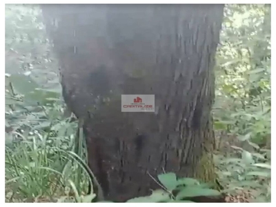 Fazenda, 9000 m² - Foto 2