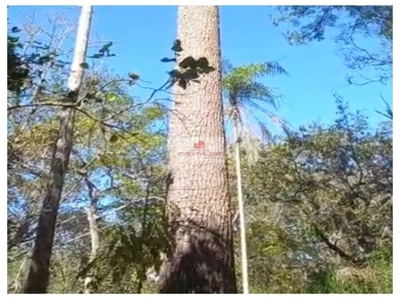 Fazenda-Sítio-Chácara, 10000 m² - Foto 4