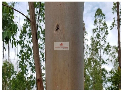 Fazenda, 1200 m² - Foto 2