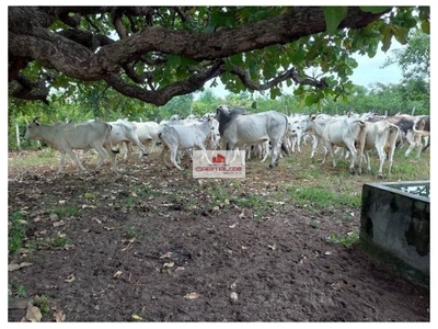 Fazenda-Sítio-Chácara, 1022 m² - Foto 1