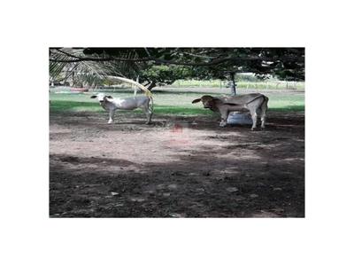 Casa, 3 quartos, 27 m² - Foto 4