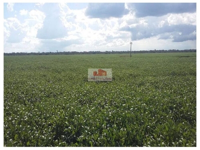 Fazenda, 3800 m² - Foto 4