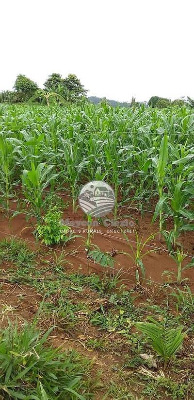 Sítio, 170000 m² - Foto 3