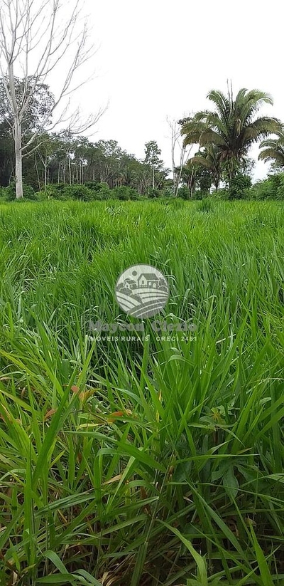 Sítio, 170000 m² - Foto 5