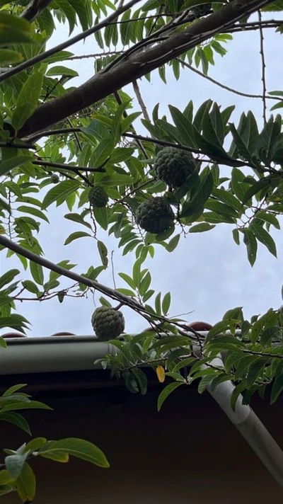 Casa, 4 quartos - Foto 3