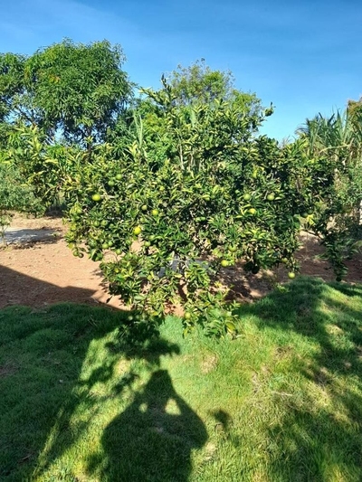 Sítio, 2 quartos - Foto 5