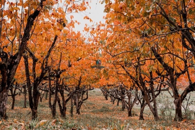 Terreno, 800 m² - Foto 3