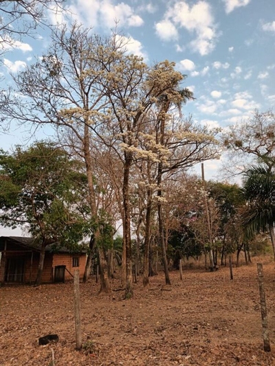 Fazenda-Sítio-Chácara - Foto 1