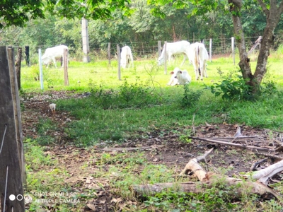 Sítio, 2 quartos - Foto 4