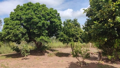 Sítio, 4 quartos, 156 m² - Foto 3