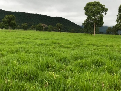 Fazenda-Sítio-Chácara - Foto 4