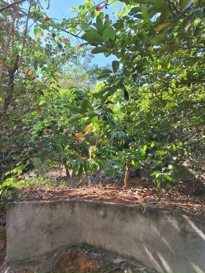 Chácara, 3 quartos, 2750 m² - Foto 4