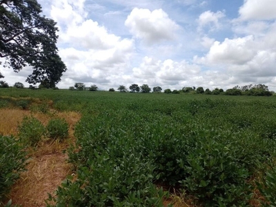 Sítio, 61 hectares - Foto 3