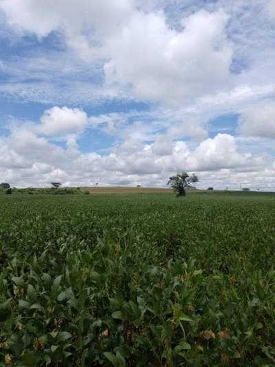 Sítio, 61 hectares - Foto 2