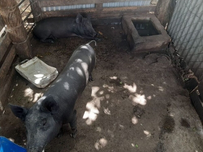 Sítio, 4 quartos, 5 hectares - Foto 2