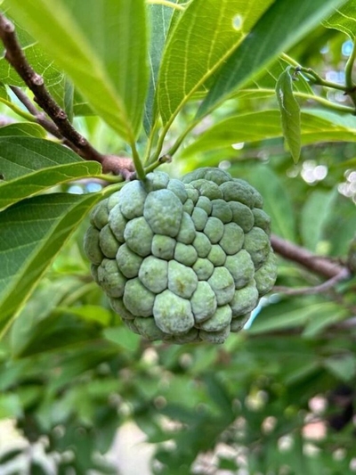 Chácara, 3 quartos, 5000 m² - Foto 4