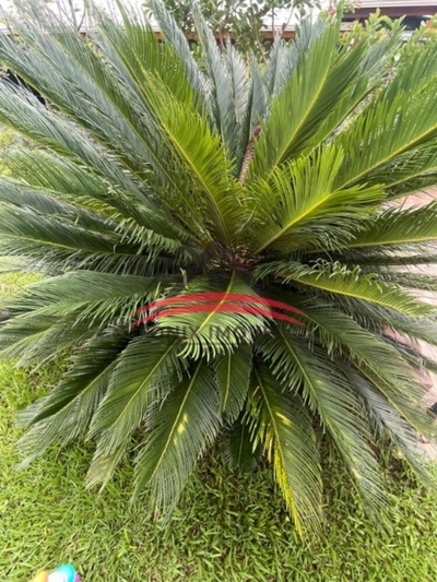 Chácara, 5 quartos, 10000 m² - Foto 4