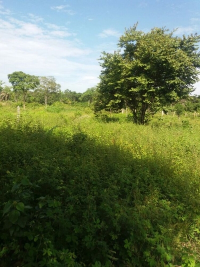 Fazenda-Sítio-Chácara - Foto 5