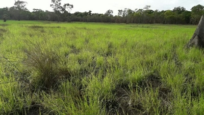 Fazenda-Sítio-Chácara - Foto 4
