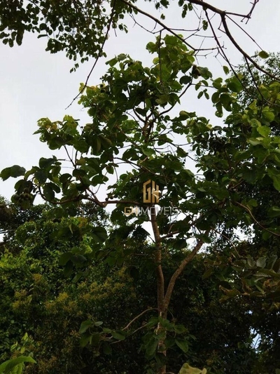 Chácara, 2000 m² - Foto 2