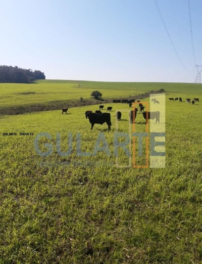 Fazenda-Sítio-Chácara, 121 hectares - Foto 4