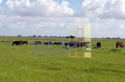 Fazenda-Sítio-Chácara, 1079 hectares - Foto 1