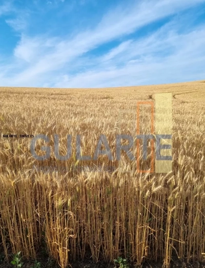 Fazenda, 517 hectares - Foto 1