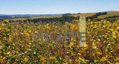 Fazenda, 517 hectares - Foto 2
