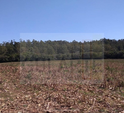 Fazenda-Sítio-Chácara, 106 hectares - Foto 4