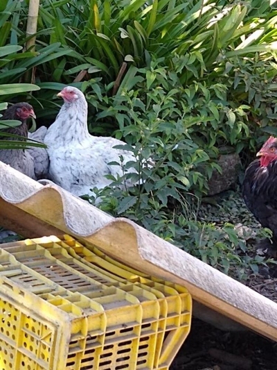 Sítio, 3 quartos - Foto 4